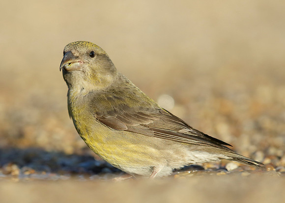 Crossbill Loxia curvirostra