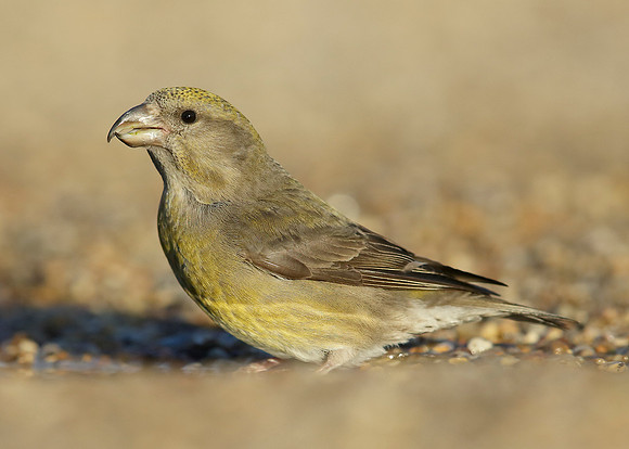 Crossbill Loxia curvirostra