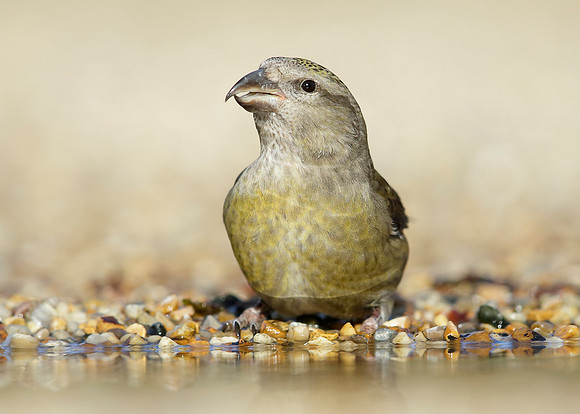 Crossbill Loxia curvirostra