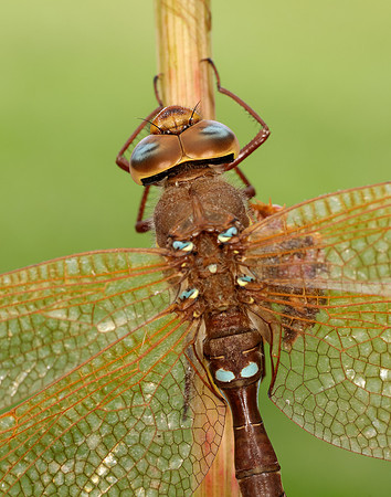 Brown Hawker Aeshna grandis