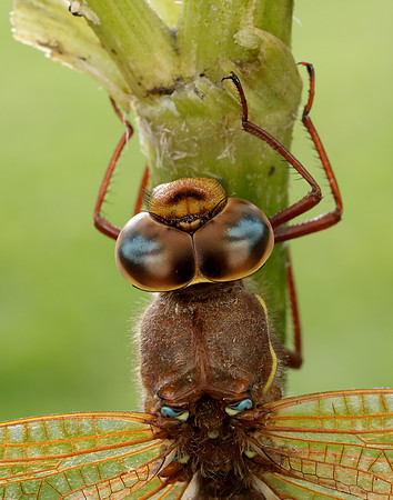 Brown Hawker Aeshna grandis
