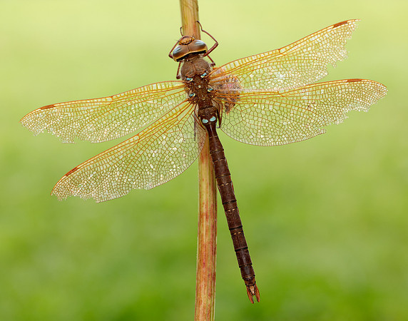 Brown Hawker Aeshna grandis