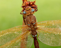 Brown Hawker Aeshna grandis