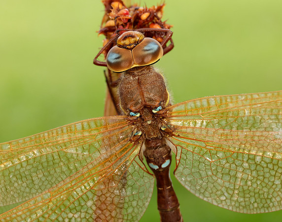 Brown Hawker Aeshna grandis