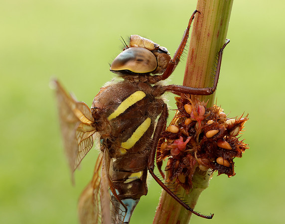 Brown Hawker Aeshna grandis