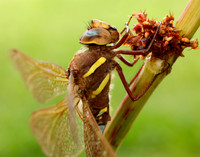 Brown Hawker Aeshna grandis