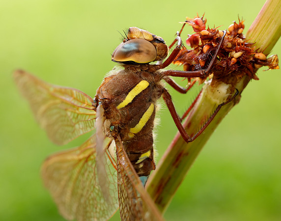 Brown Hawker Aeshna grandis
