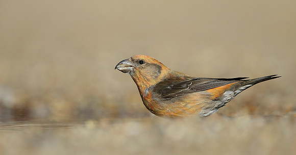 Crossbill Loxia curvirostra