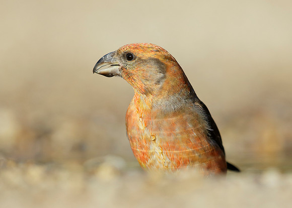 Crossbill Loxia curvirostra