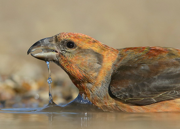 Crossbill Loxia curvirostra