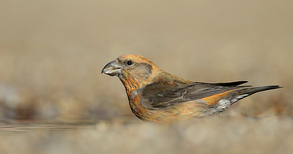 Crossbill Loxia curvirostra