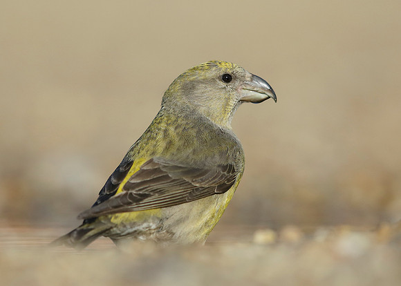Crossbill Loxia curvirostra