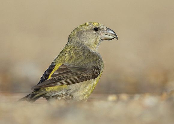 Crossbill Loxia curvirostra
