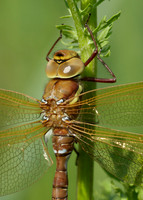 Brown Hawker Aeshna grandis