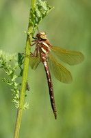 Brown Hawker Aeshna grandis