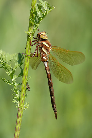 Brown Hawker Aeshna grandis