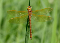 Brown Hawker Aeshna grandis
