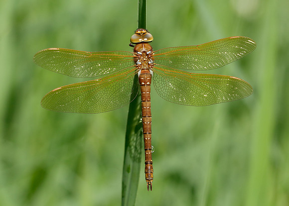 Brown Hawker Aeshna grandis