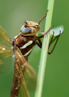 Brown Hawker Aeshna grandis