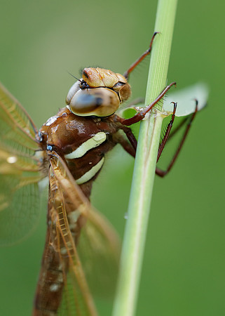 Brown Hawker Aeshna grandis