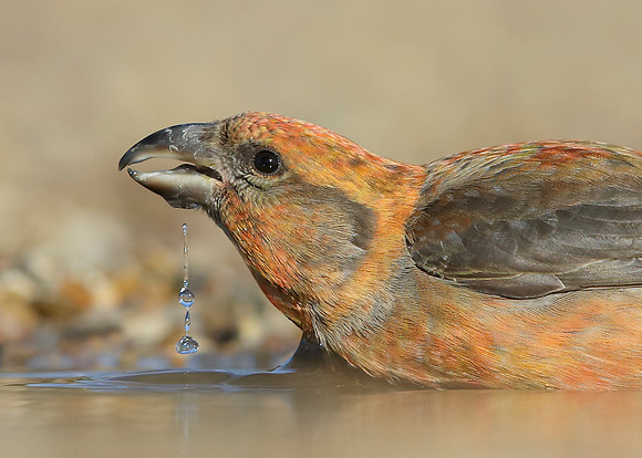 Crossbill Loxia curvirostra