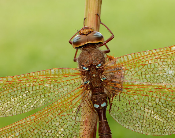 Brown Hawker Aeshna grandis