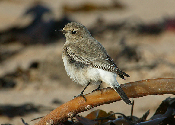 Pied Wheatear Oenanthe pleschanka