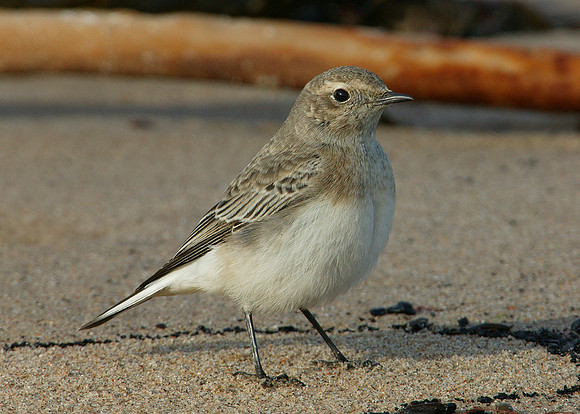 Pied Wheatear Oenanthe pleschanka