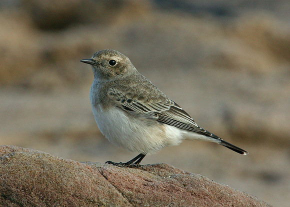 Pied Wheatear Oenanthe pleschanka