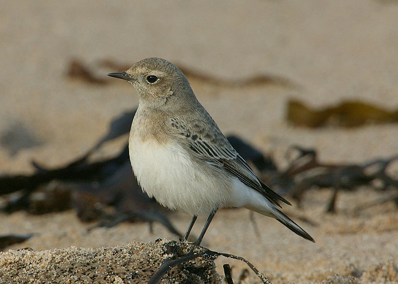 Pied Wheatear Oenanthe pleschanka