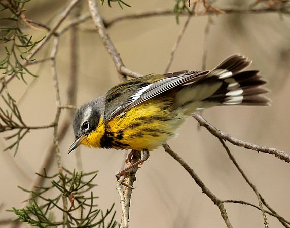 Magnolia Warbler Setophaga magnolia