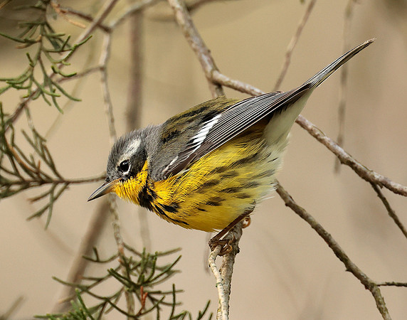 Magnolia Warbler Setophaga magnolia