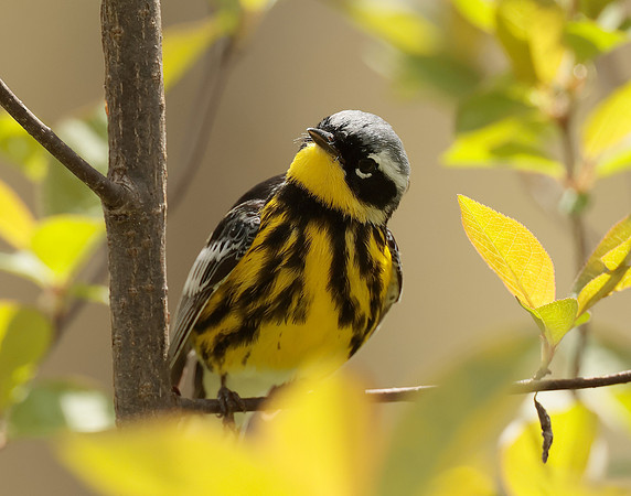 Magnolia Warbler Setophaga magnolia