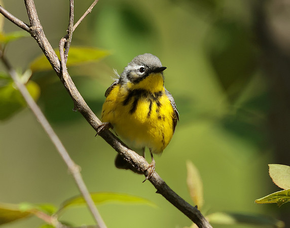 Magnolia Warbler Setophaga magnolia