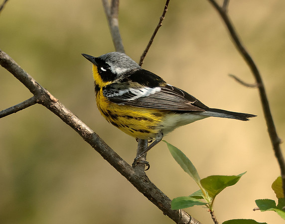 Magnolia Warbler Setophaga magnolia