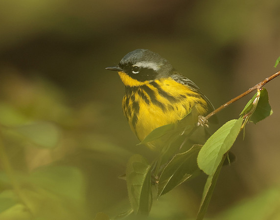 Magnolia Warbler Setophaga magnolia