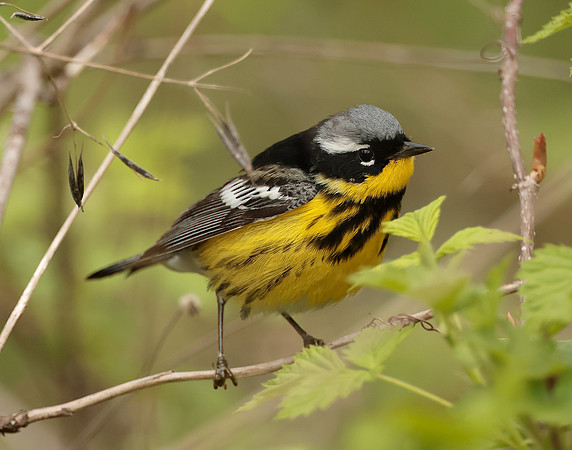Magnolia Warbler Setophaga magnolia