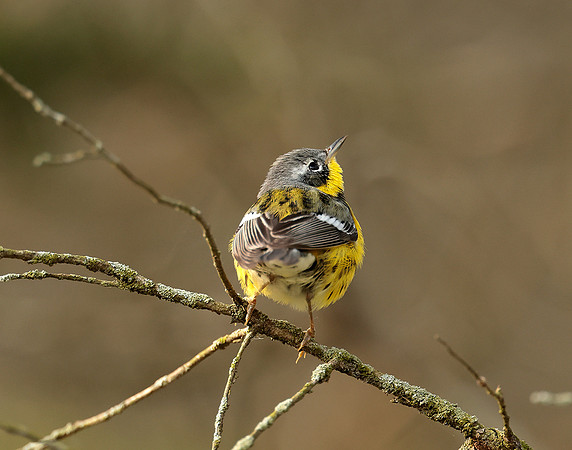 Magnolia Warbler Setophaga magnolia