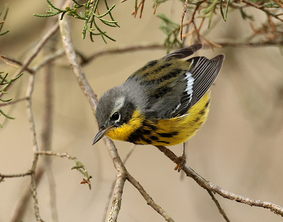 Magnolia Warbler Setophaga magnolia