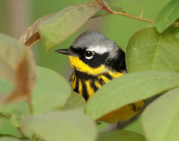 Magnolia Warbler Setophaga magnolia