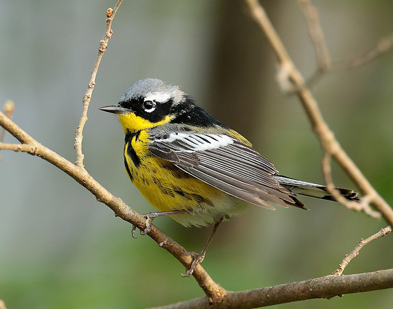 Magnolia Warbler Setophaga magnolia