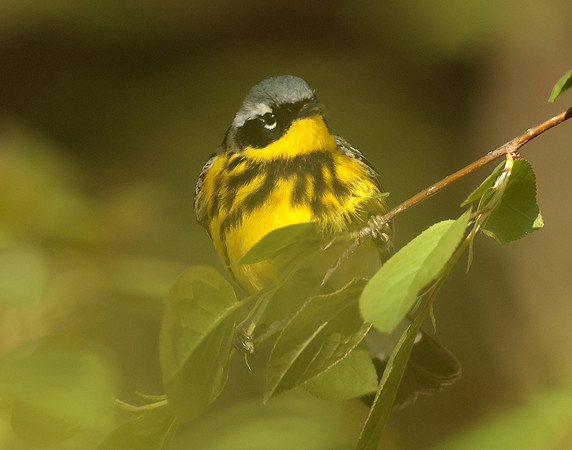 Magnolia Warbler Setophaga magnolia