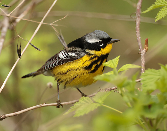 Magnolia Warbler Setophaga magnolia