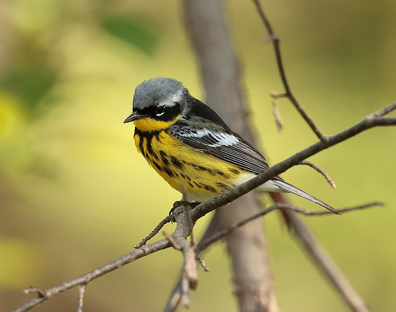 Magnolia Warbler Setophaga magnolia