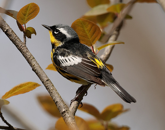 Magnolia Warbler Setophaga magnolia