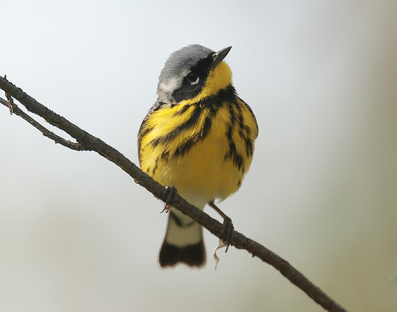 Magnolia Warbler Setophaga magnolia