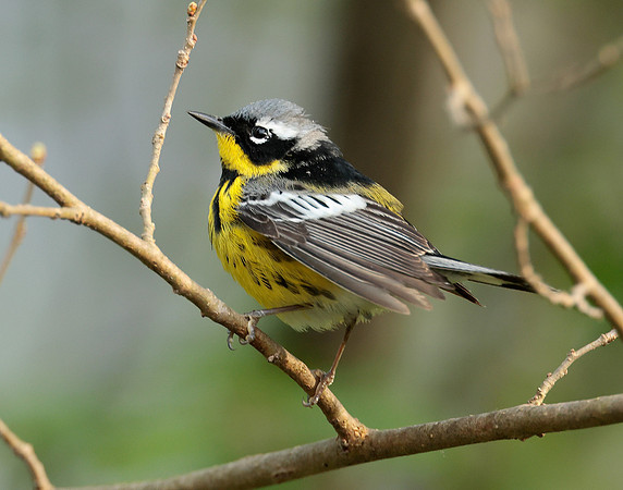 Magnolia Warbler Setophaga magnolia