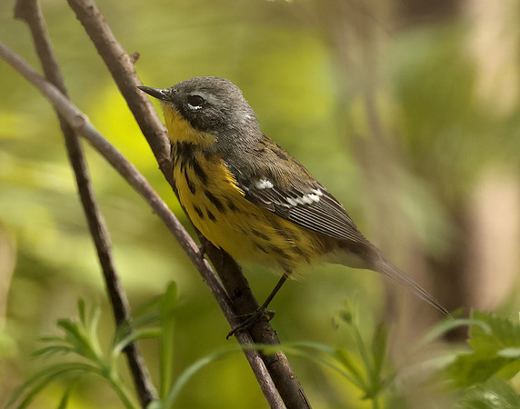 Magnolia Warbler Setophaga magnolia