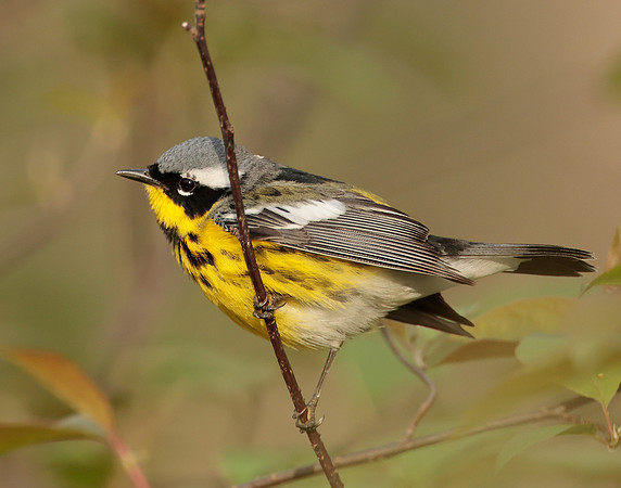 Magnolia Warbler Setophaga magnolia