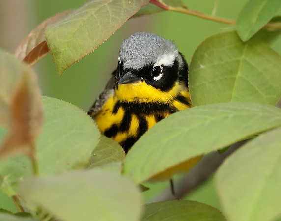 Magnolia Warbler Setophaga magnolia